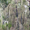 Plants: image 126 Of 208 Thumb